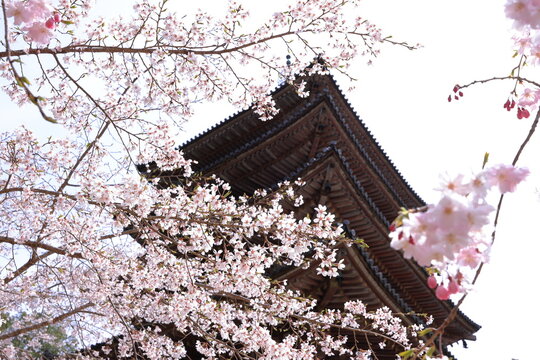 Daigo-ji Temple with cherry blossoms, a Buddhist temple with 5-story pagoda, at Daigohigashiojicho, Fushimi Ward, Kyoto, Japan 