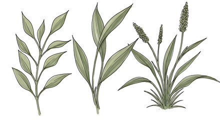 Naklejka premium Elegant Botanical Illustration Three Types of Green Foliage Hand Drawn Greenery Nature Art