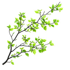 Vibrant Spring Branch New Green Leaves, Natures Renewal