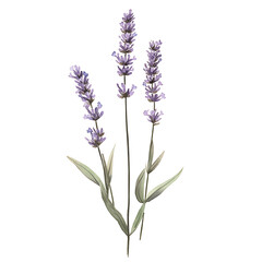 Naklejka premium Three Stalks of Fresh Lavender Flowers On A Black Background Image