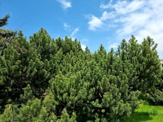 pine trees in the forest