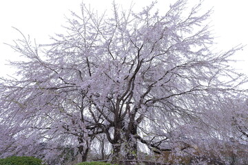 Maruyama Park with cherry blossom near Yasaka Shrine at Kyoto, japan