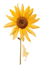 PNG Real Pressed a Sunflower sunflower dried asteraceae.