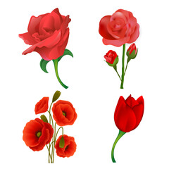 Obraz premium set of red roses