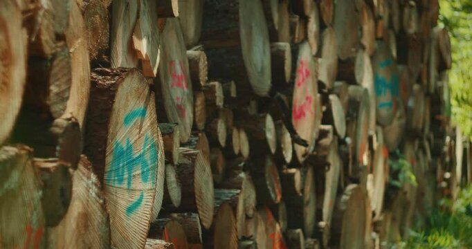 Stacked timber logs with colored markings lie piled in rows at a forestry site. Concept of human interaction with nature through resource harvesting.