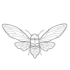 Cicada Insect Illustration in Line Art
