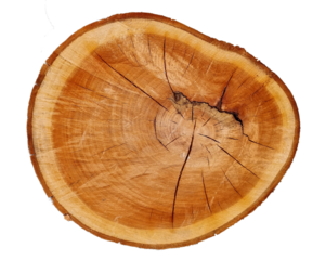 log top view wood cut rings transparetn for background