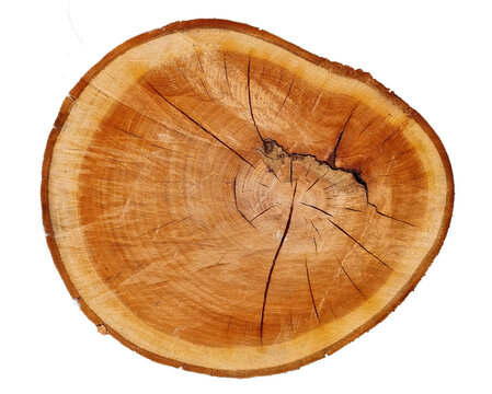 log top view wood cut rings transparetn for background