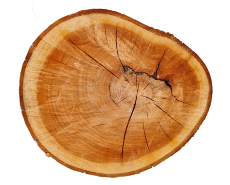 log top view wood cut rings transparetn for background