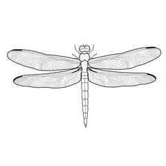 Line art dragonfly illustration for coloring book