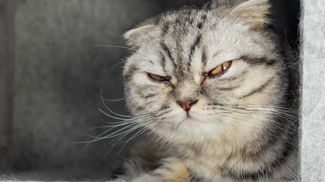 Close up grumpy tabby scottish cat looking around. Brown and grey domestic pet with yellow eyes.
