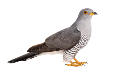 a cuckoo bird isolated on transparent background