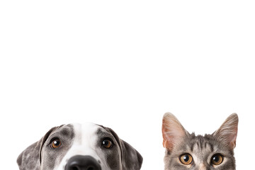 Indoor pet fun dog & cat portraits