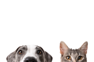 Indoor pet fun dog & cat portraits