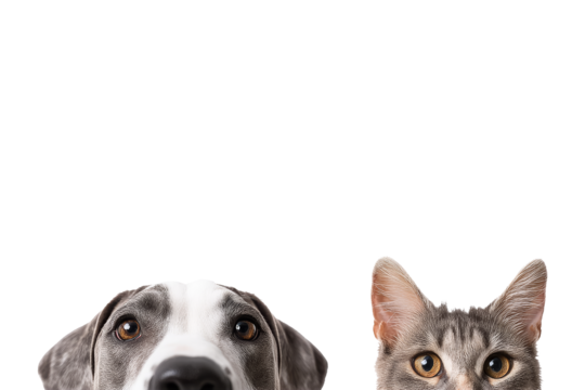Indoor pet fun dog & cat portraits