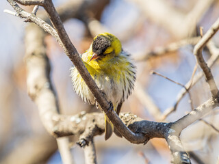 Eurasian siskin male, latin name spinus spinus, sitting on branch of tree. Cute little yellow songbird.