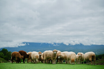 Obraz premium A flock of sheep grazes on a green field with mountains and cloudy skies in the background.