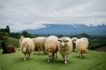 A flock of sheep grazes on green grass with mountains and clouds in the background.