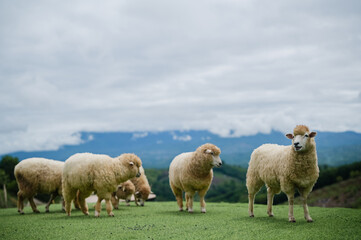 Obraz premium A group of sheep grazing on a green pasture with mountains and clouds in the background under a cloudy sky.