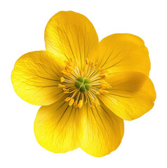 PNG Buttercup flower blossom petal illustration.