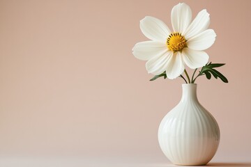 Elegant White Cosmos Flower in a Ribbed Ceramic Vase Minimalist Still Life Photography