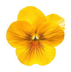 PNG Pansy flower photography botanical blossom.