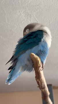 Agaporni o lovebird descansando en una rama 