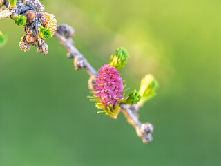 Larch tree fresh pink cones blossom at spring on nature background