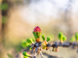 Larch tree fresh pink cones blossom at spring on nature background