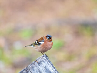 Common chaffinch, Fringilla coelebs, sits on a tree. Common chaffinch in wildlife.