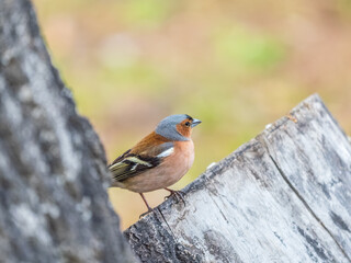 Common chaffinch, Fringilla coelebs, sits on a tree. Common chaffinch in wildlife.