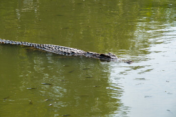 Crocodile in the river and the body of the crocodile is partially submerged. The crocodile poked its head into the river. Concepts about wildlife and environment