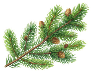 Detailed Illustration of a Pine Branch with Cones on a Transparent Background