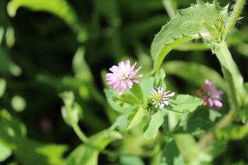 chicory, Trifolium resupinatum, Persian Clover or the Cichorioideae