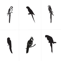 Group parrot vector design