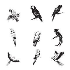 Group parrot vector design