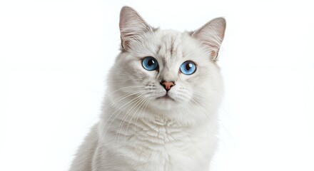 Obraz premium Charming White Cat Portrait with Striking Blue Eyes Isolated on White Background Detailed Fur Texture And Expressive Gaze Creates a Heartwarming Image Perfect for Prints and Decoration