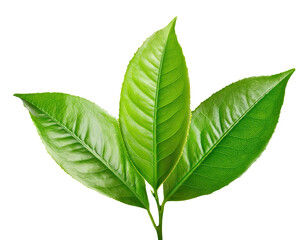 Obraz premium Fresh Green Tea Leaves Isolated on White Background – Herbal Natural Ingredient Close-Up
