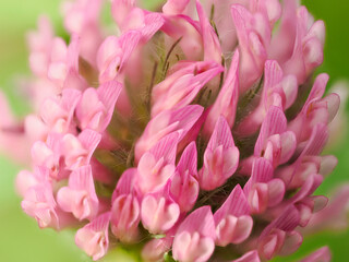 ムラサキツメクサのクローズアップ