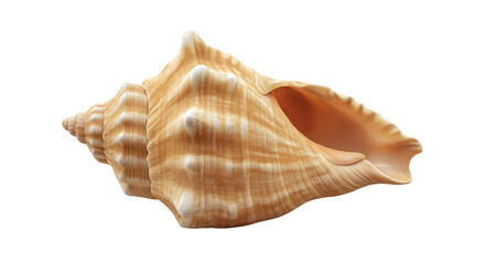 Seashells Spiraling Beauty Against Black Backdrop