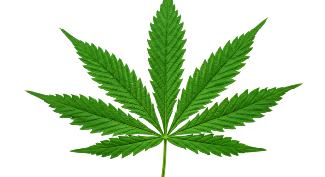 Vivid green leaf emblem on deep black background