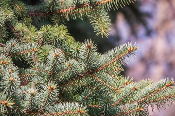 Closeup of fir branches with young buds. Spring nature concept. Fir branches with fresh shoots