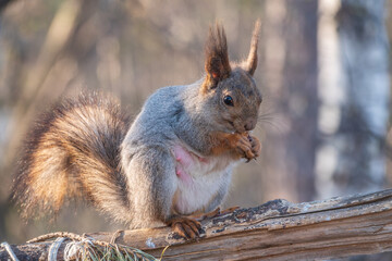 The squirrel with nut sits on a branches in the spring or summer.