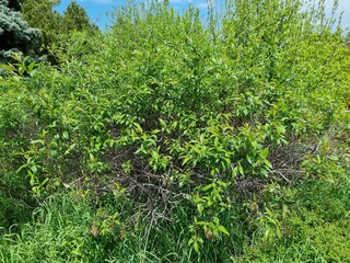 Green leaves of the tree. Plant name is Prunus laurocerasus.
