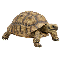 Obraz premium Detailed turtle walking isolated on transparent background