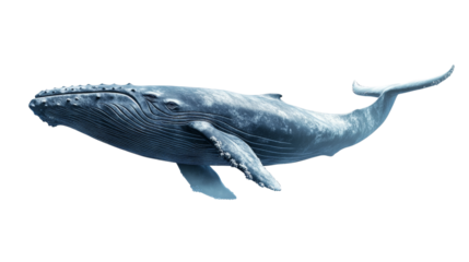 A large blue whale swimming majestically through the ocean,Transparent background, PNG file