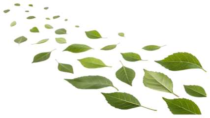 green leaves isolated on white background