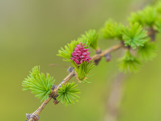 Larch tree fresh pink cones blossom at spring on nature background