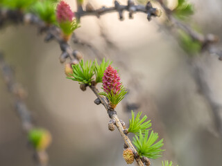Larch tree fresh pink cones blossom at spring on nature background