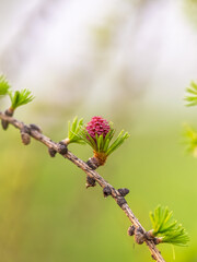 Larch tree fresh pink cones blossom at spring on nature background